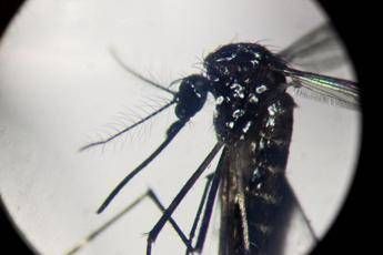 Dengue, in Italia quasi 700 casi in 2024. Torna allarme zanzare, Bassetti: “Momento di agire”