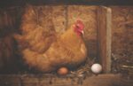 perchè la gallina fa le uova - nella foto una gallina marrone con cresta rossa e vicimono a lei un uoovo marrone e uno bianco, la gallina è in un pollaio con paglia