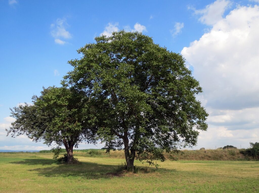 due alberi di noce in un prato con cielo azzurro e nuvole