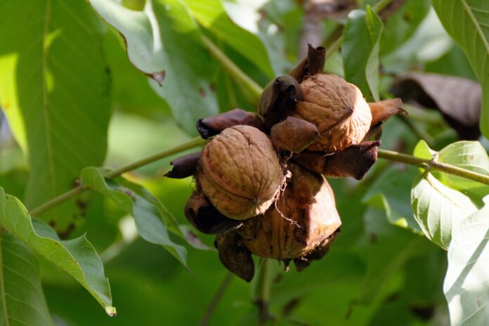 noci in primo piano su un albero
