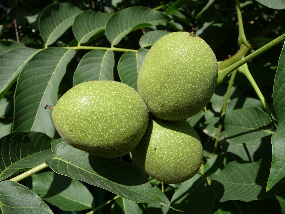frutti verdi su fogliame scuro