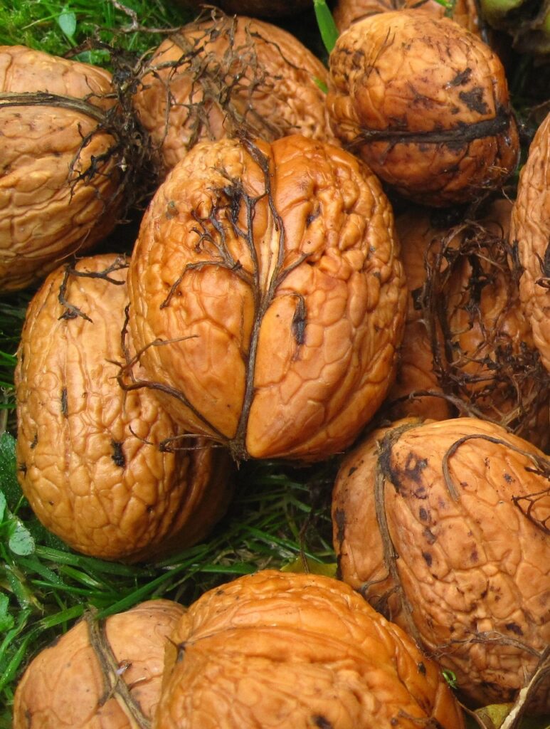 mucchio di noci
