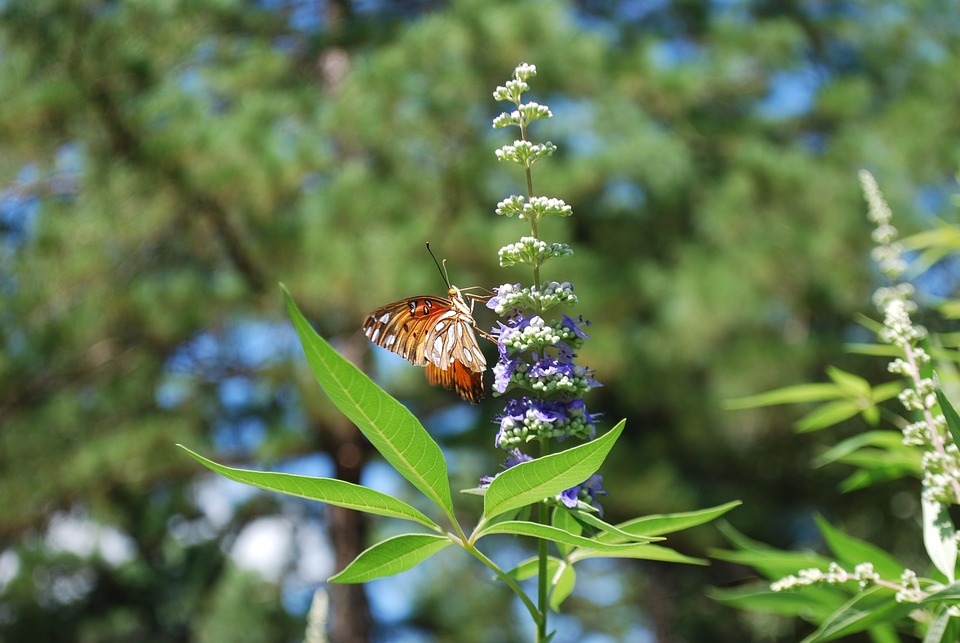 fiore che spunta dal terreno alto e azzurro