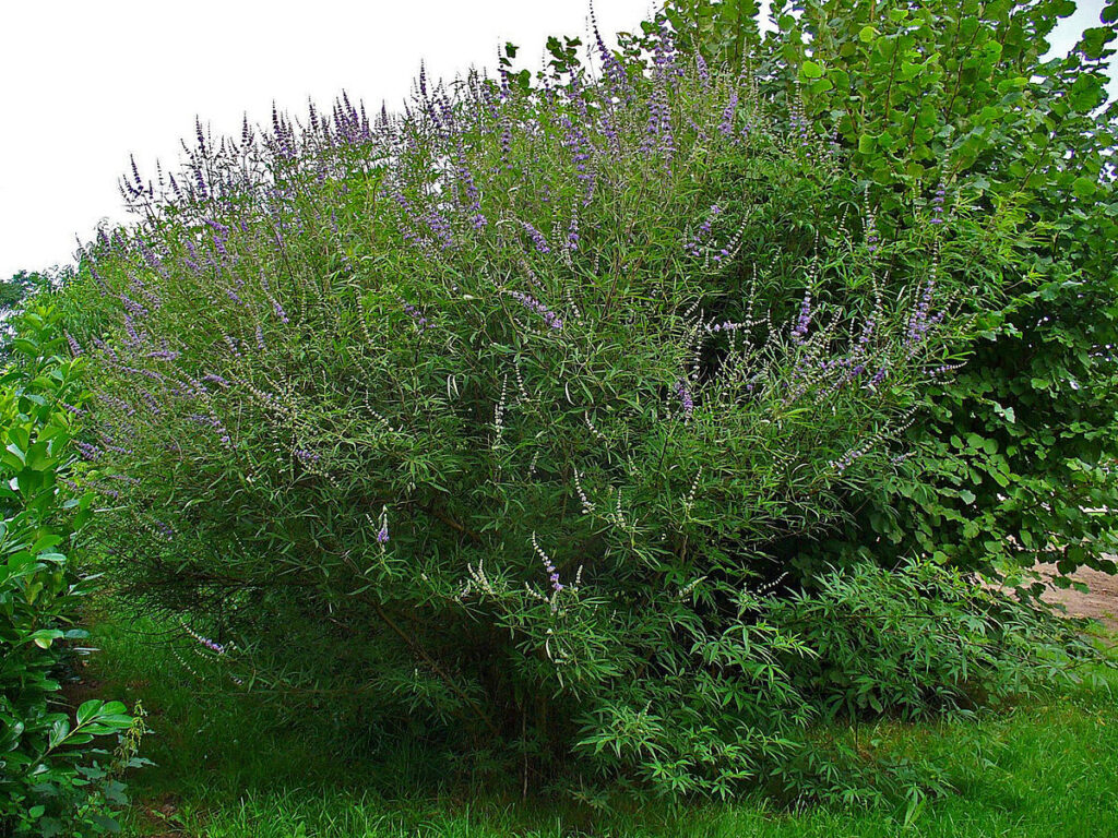 bosco molto verde con piante di agnocasto