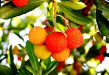 il corbezzolo frutti arancioni appesi ai rami