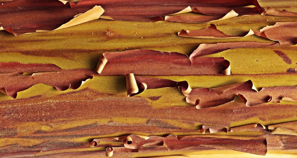 corteccia di corbezzolo