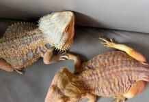 drago barbuto - due esemplari con dorso rugoso e marrone, testa a triangolo