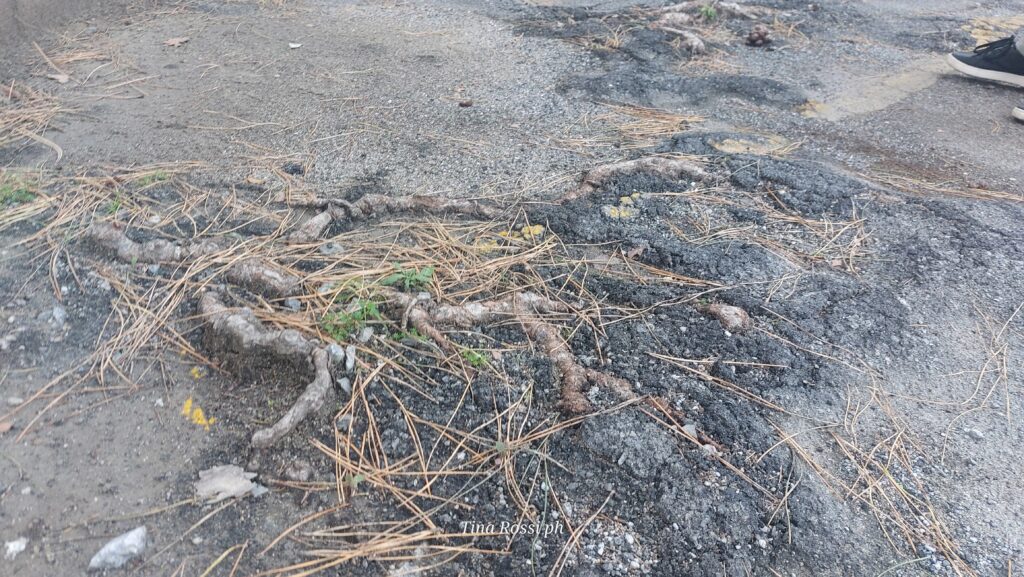 alberi in città - delle radici che fuoriescono dall'asfalto