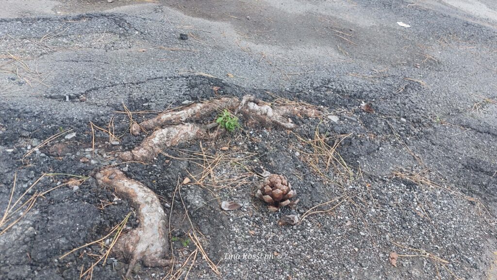 alberi in città - delle radici che fuoriescono dall'asfalto