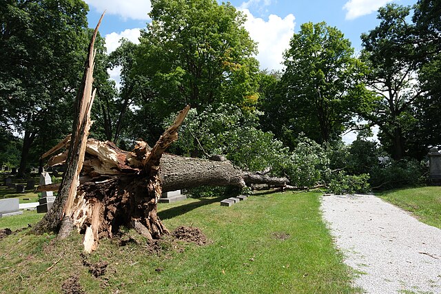 alberi caduti in città - un albero caduto sul viale di un parco
