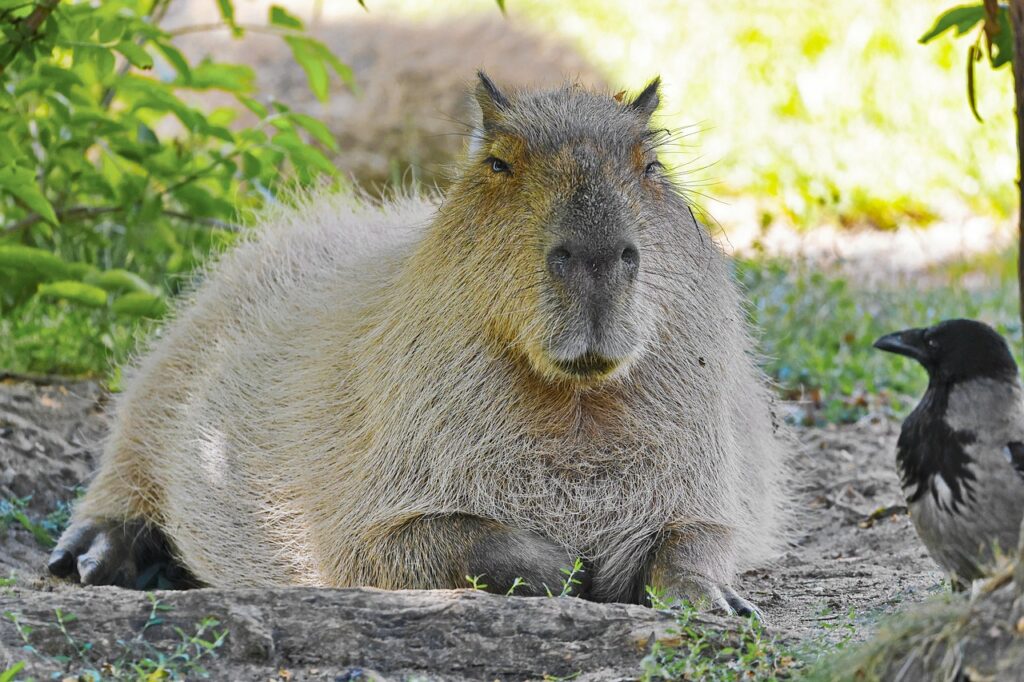 capibara accucciato con pelo chiaro guarda incuriosito