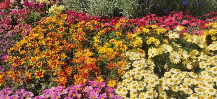 campo fiori gialli aranconi oro e rosa da euroflorra 2022 ph monica Col