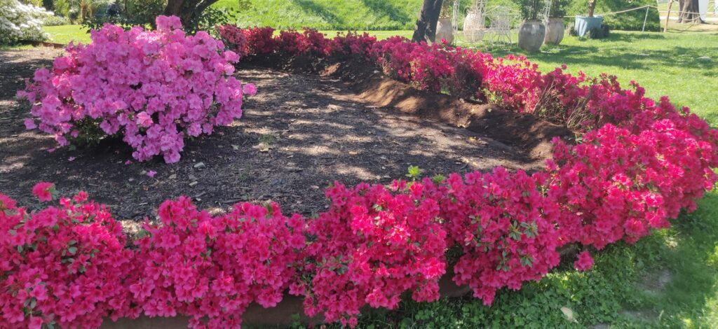 fiori fucsia azalee in prato erboso composizione presente euroflora 2022 ph Monica Col