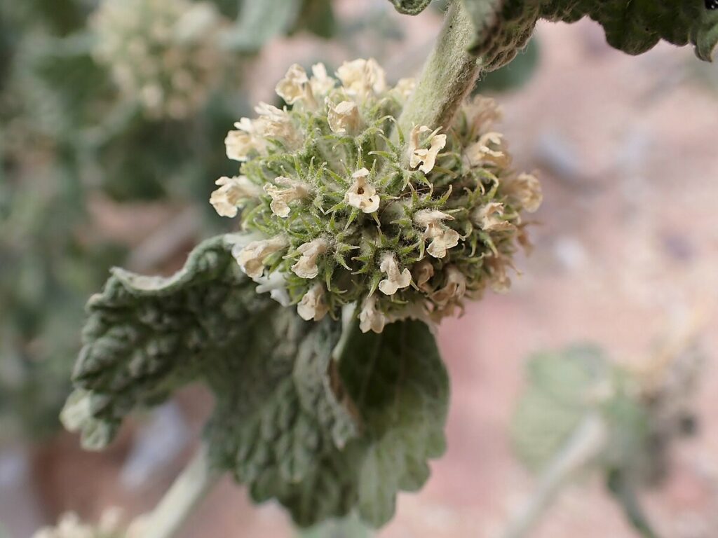marrobio fiori bianchi