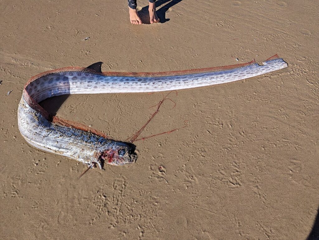 Pesce apocalisse remo - un lungo pesce serpente spiaggiato morto sulla sabbia