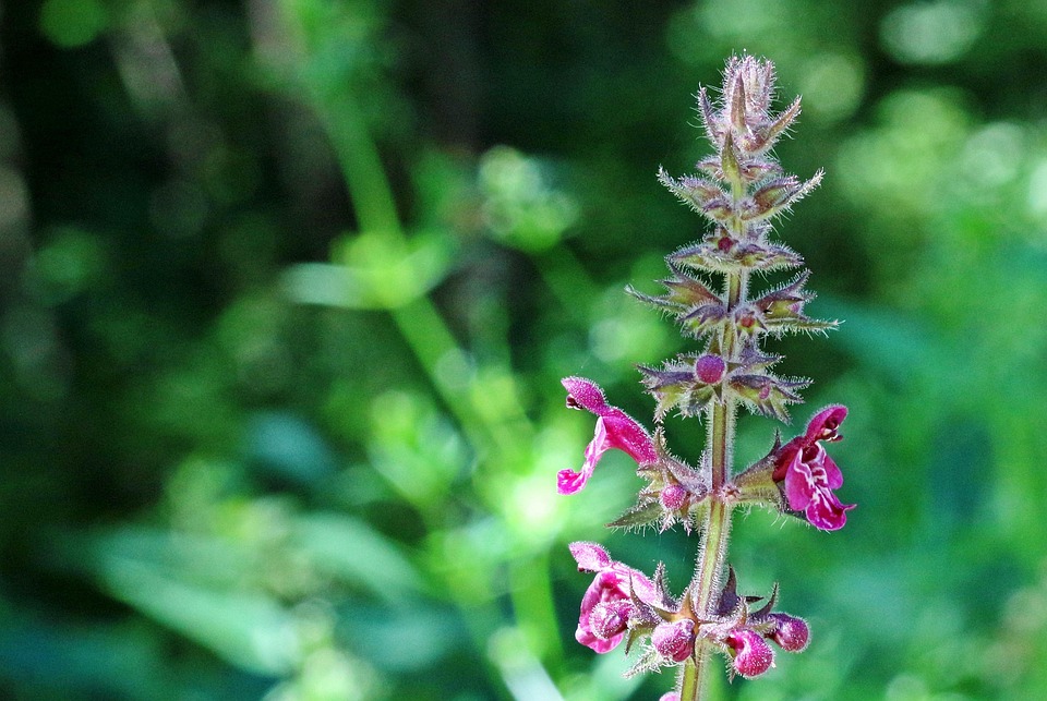 matricale in primo piano con fiori e foglie