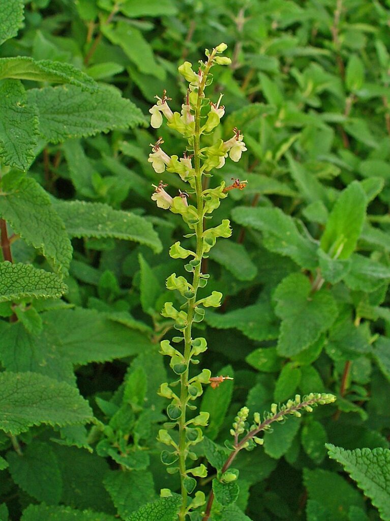 foglie verdi e fiori gialli