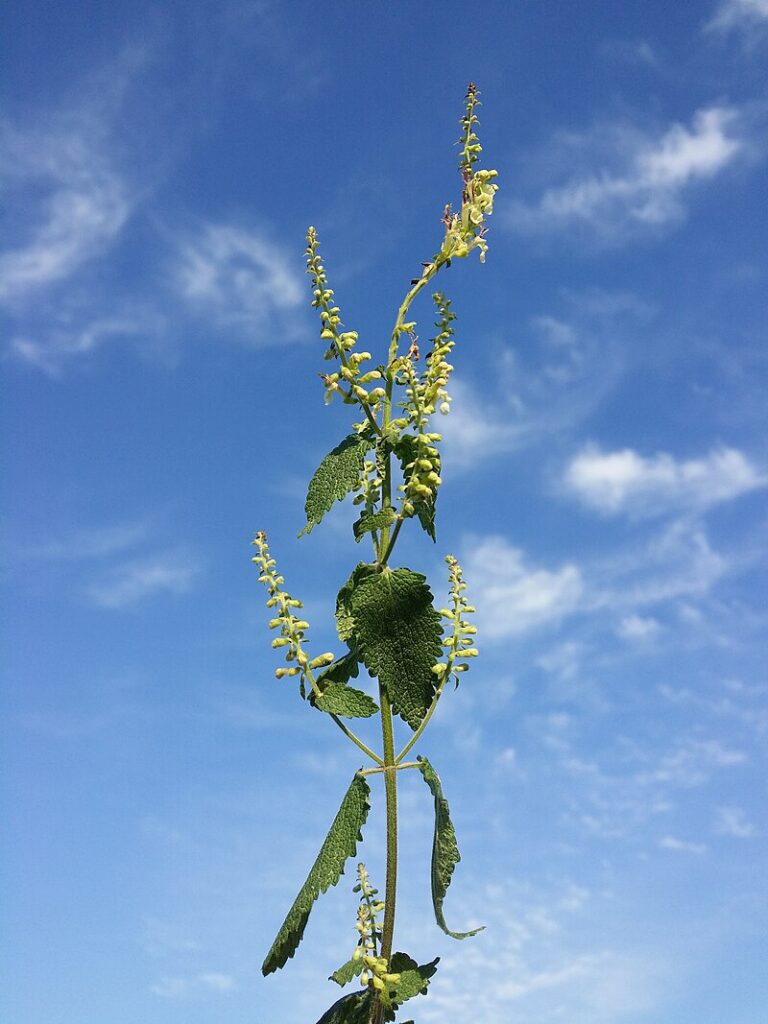 cielo azzuro con piccolenuvole bianche con in primo piano la pianta di scordonia