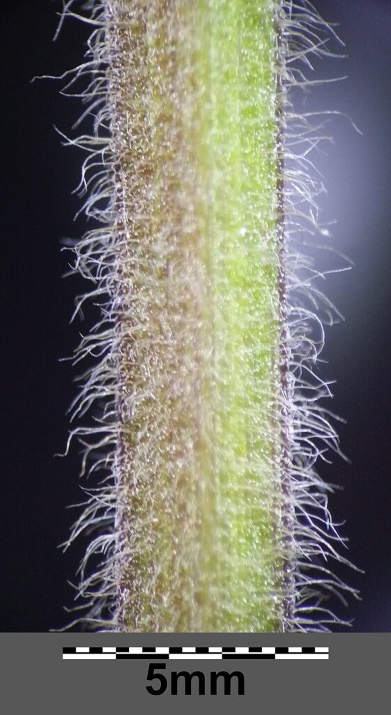 fusto peloso visto in macro