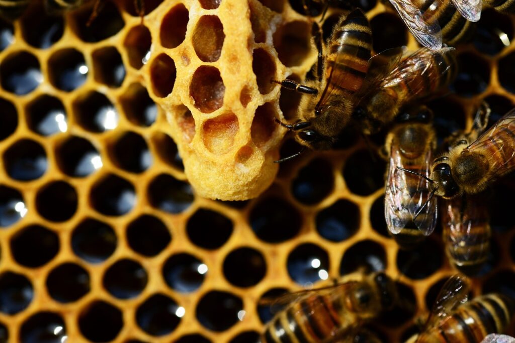 Cosa fa l'ape regina e cosa succede quando muore - Zetatielle Magazine - nella foto l'ingrandimento dell'interno di un alvare, sulla destra delle api e al centro un bozzolo di cera