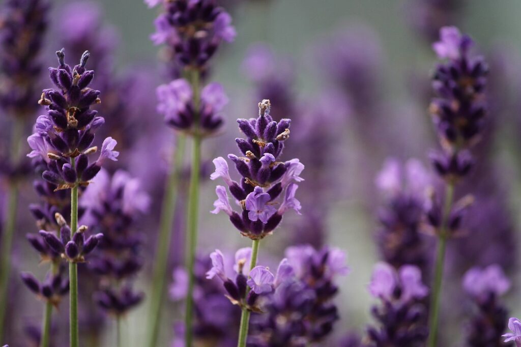 fiori di lavanda in macro