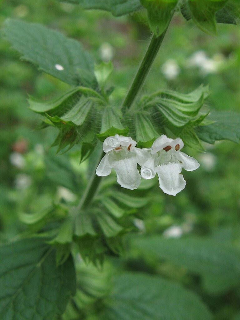 fiori bianchi su fogliame verde