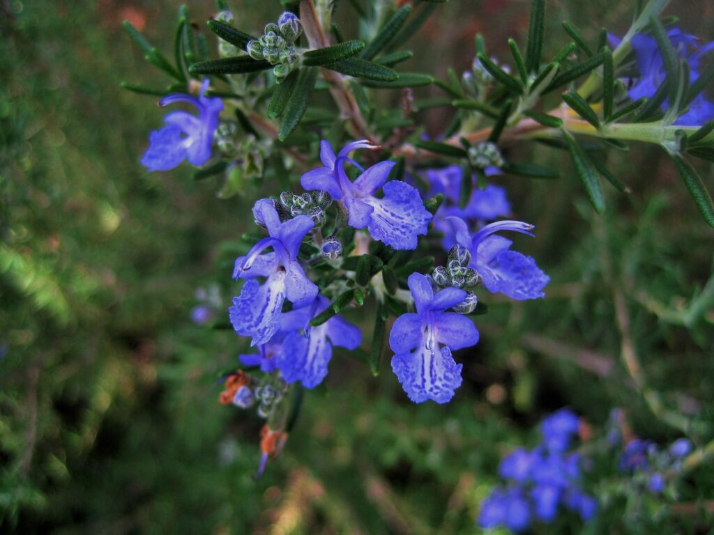 fori azzurri blu