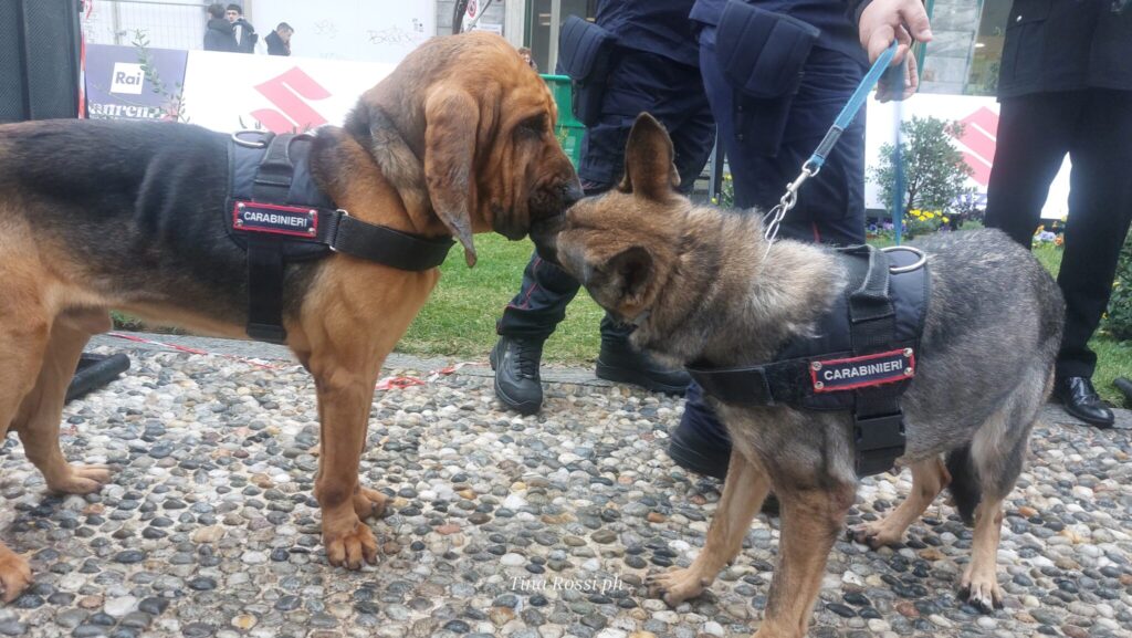 Eroi a quattro zampe - Cani da guerra quando il migliore amico dell’uomo diventa soldato - nella foto due cani molecolari indossano un paramento con la scritta "carabinieri" e si stanno annusando