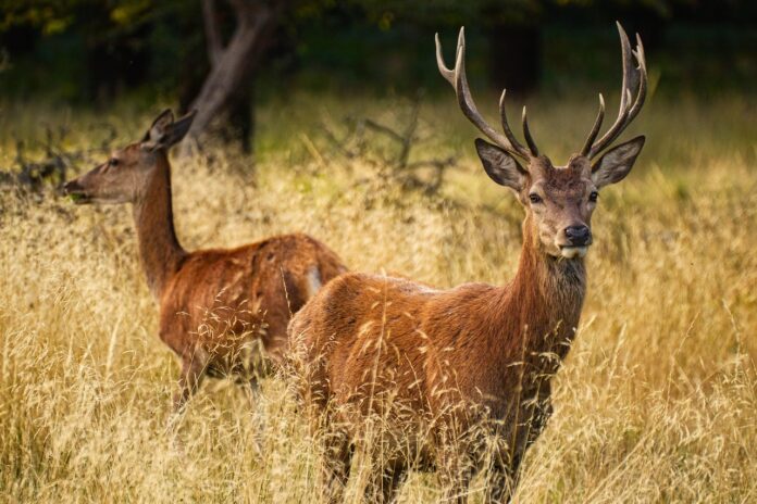 Cervi in Abruzzo il Consiglio di Stato ferma l'abbattimento - nella foto due cervi bellissimi con delle corna maestose, sono in mezzo a un prato. Uno guarda verso l'obbiettivo, l'altro, sullo sfondo guarda l'orizzonte