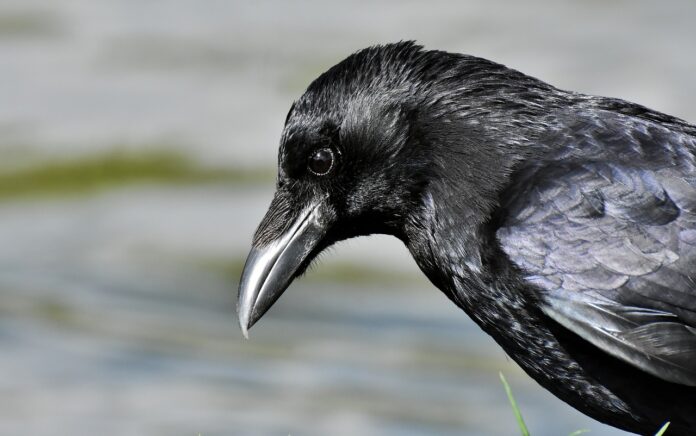 Il corvo uccello del malaugurio - in primo piano la testa nera di un corvo con il becco argento