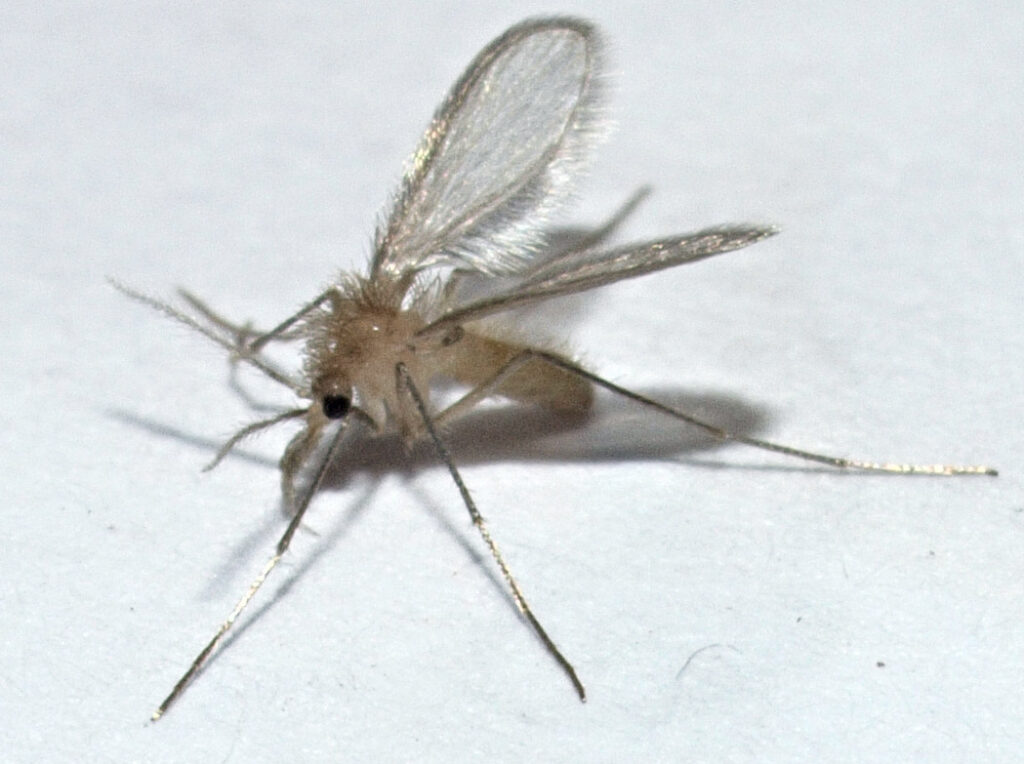 Pappataci - l'insetto ha ali trasparenti lunghe zampe filiforme e corpo marrone