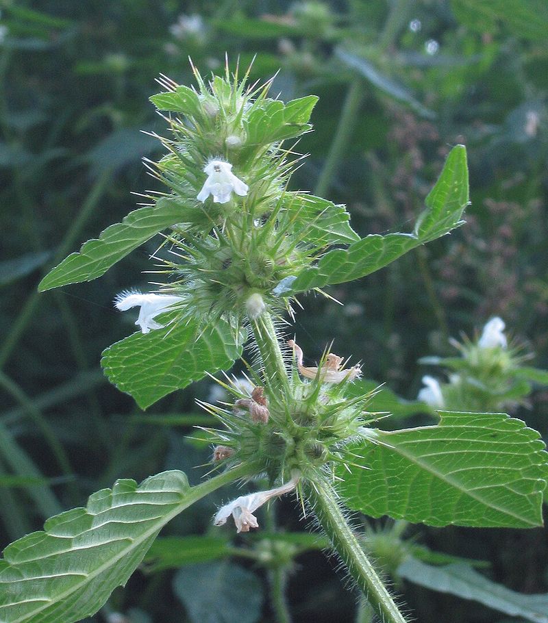 fiore bianco