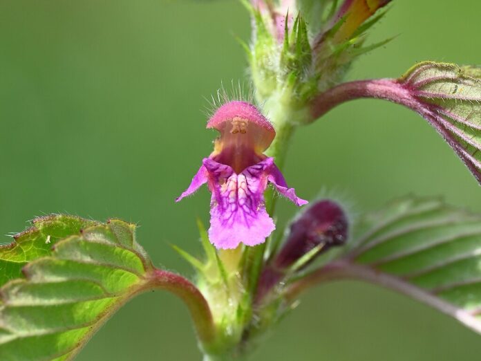 la canapetta con fiore rosa striato fucsia in primo piano