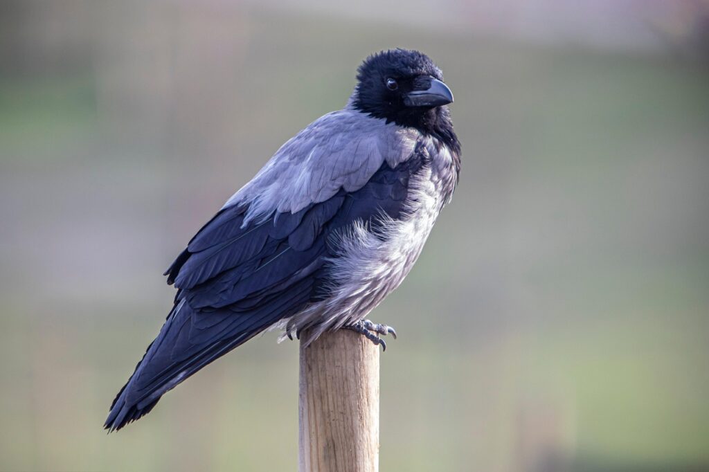 Non può piovere per sempre - un corvo cornacchia con piumaggio grigio e nero