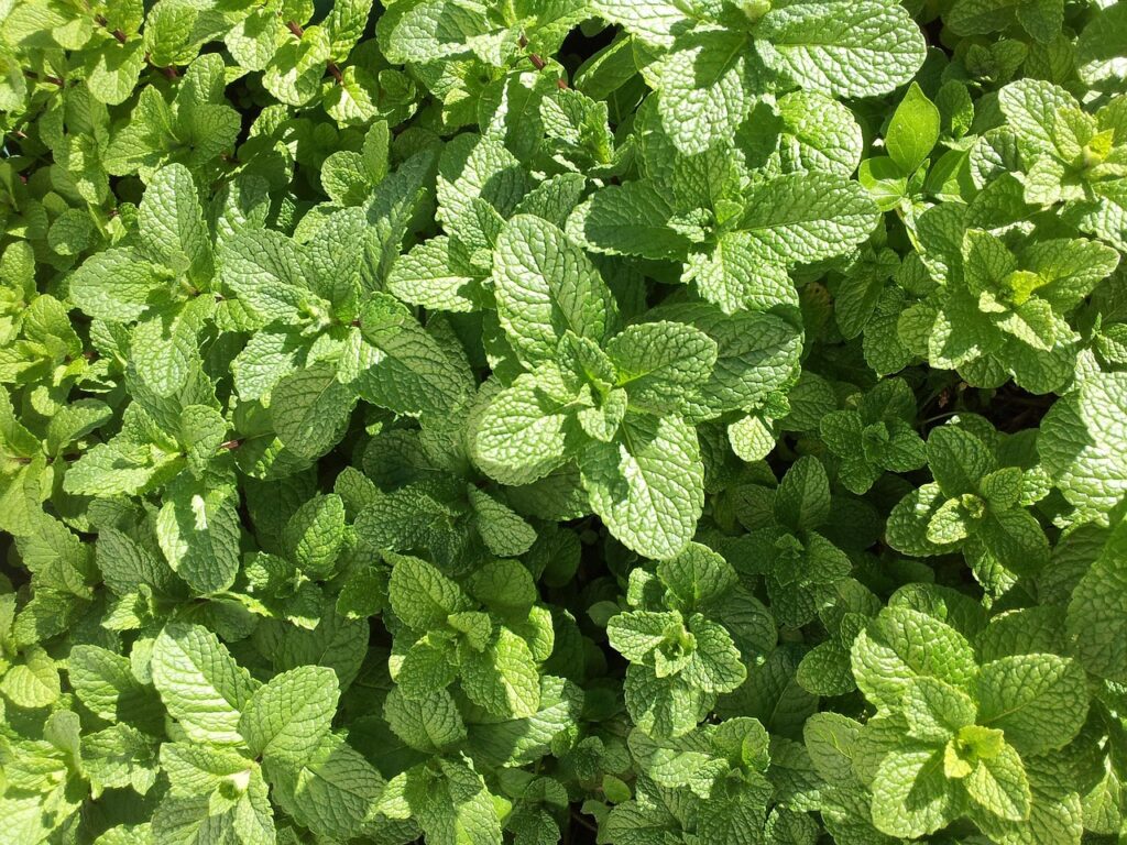 foglie opposte di menta