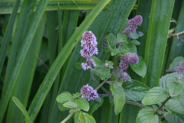 menta4-licenza-CC-by-Sandwick-Mike-Penningto