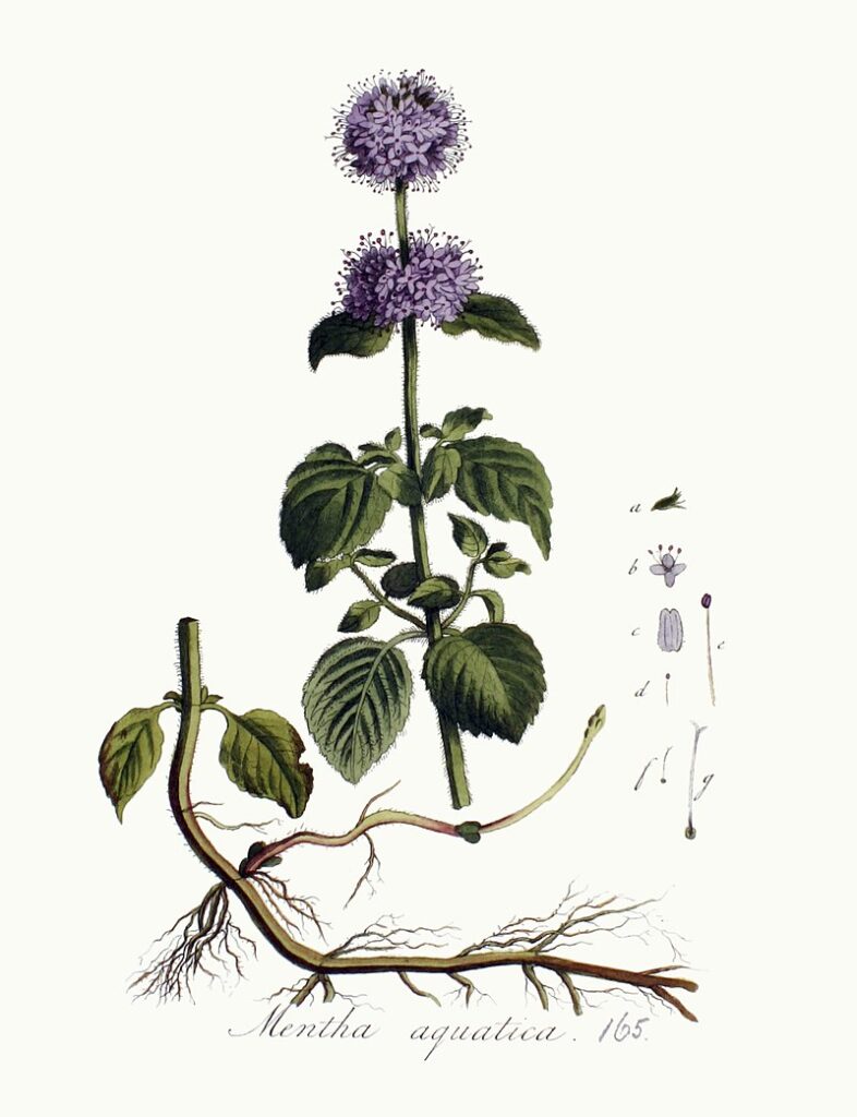 disegno della pianta di menta da erbario