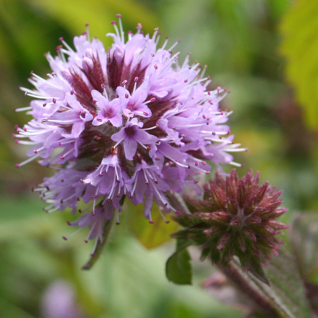 ingrandimentomacro di fiore lilla -licenza-CC-by-Anne-Burgess