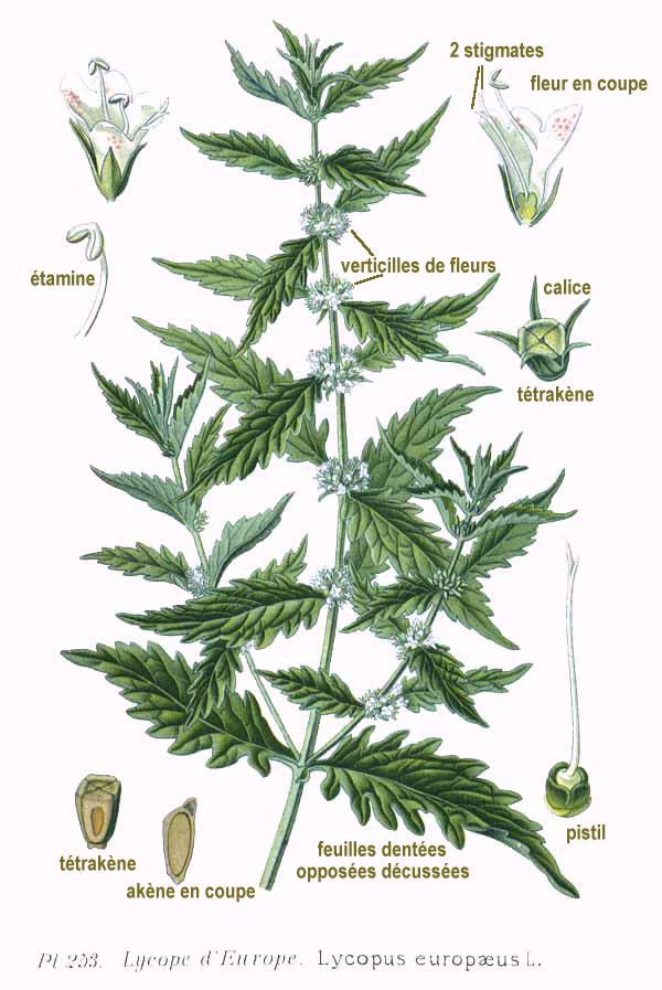 disegno da erbario