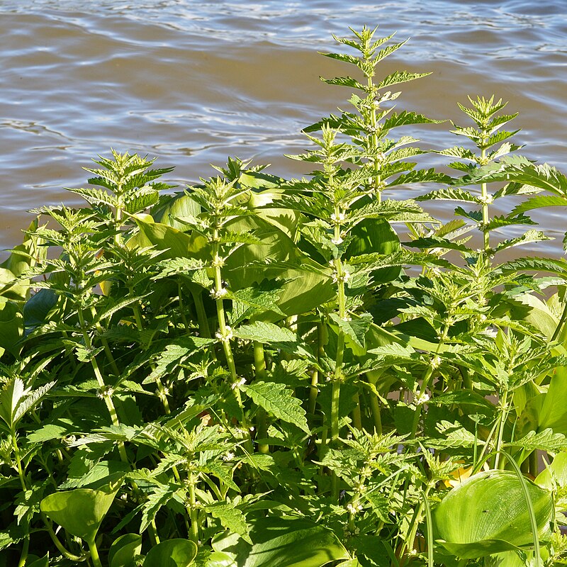 piante di piedelupo in acqua
