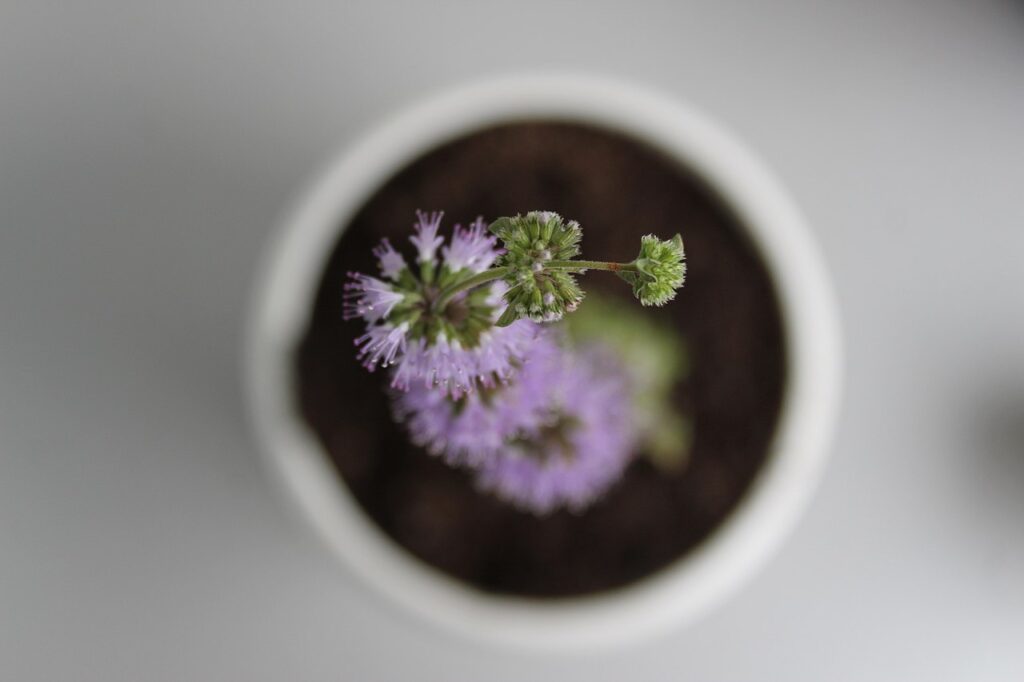 tazza con bevanda e fiori lilla