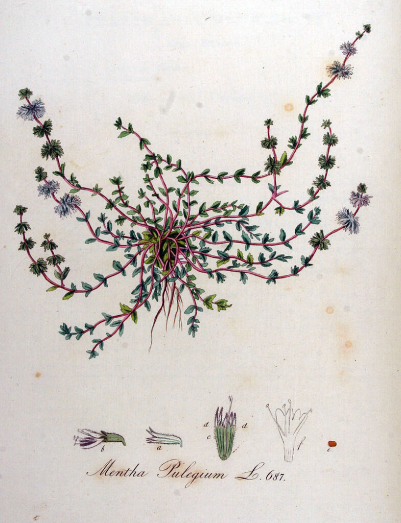 disegno di pianta da erbario