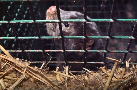 Animali da pelliccia allevamenti - nella foto un visone dietro le sbarre di una gabbia e in primo piano del fieno