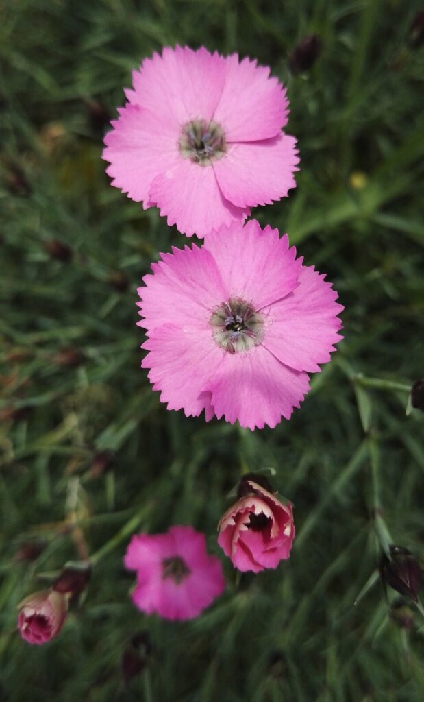 garofani rosa in un prato