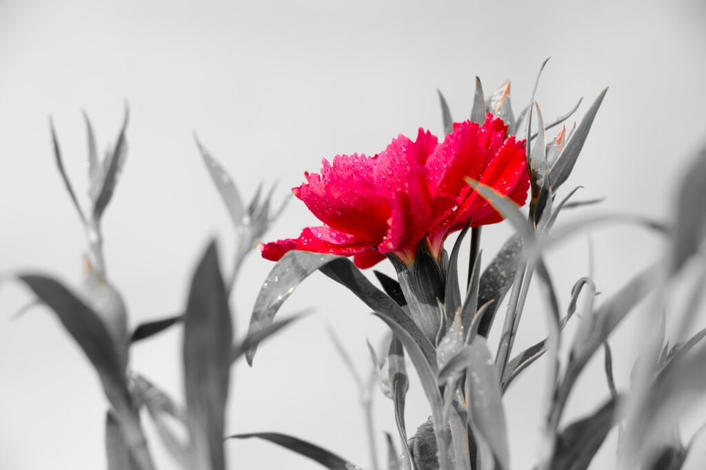 Cariofillacee - nella foto un fiore rosso che è un garofano