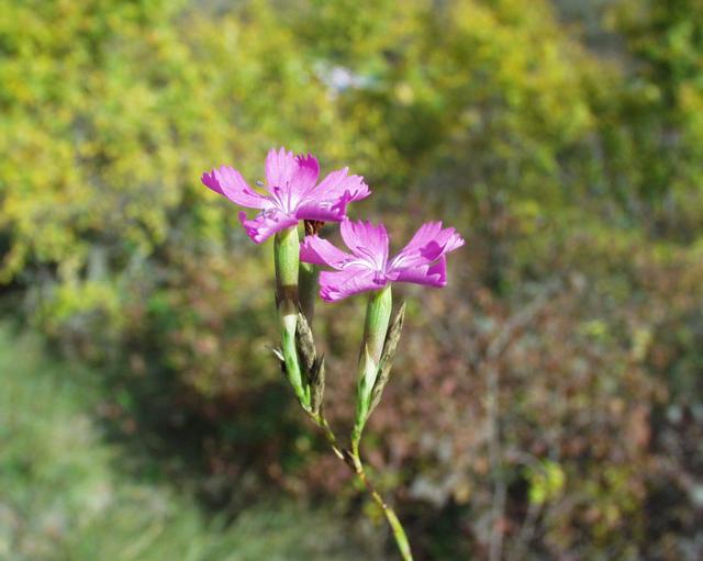 garofano rosa in un prato