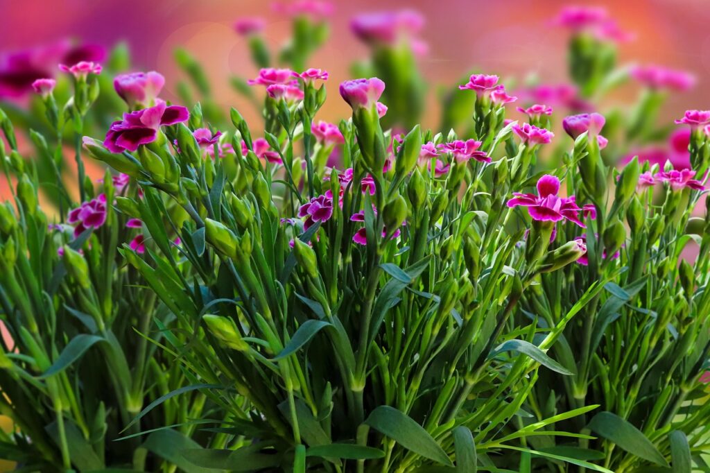 proprietà - un cespuglio di inflorescenze rosa in un prato -