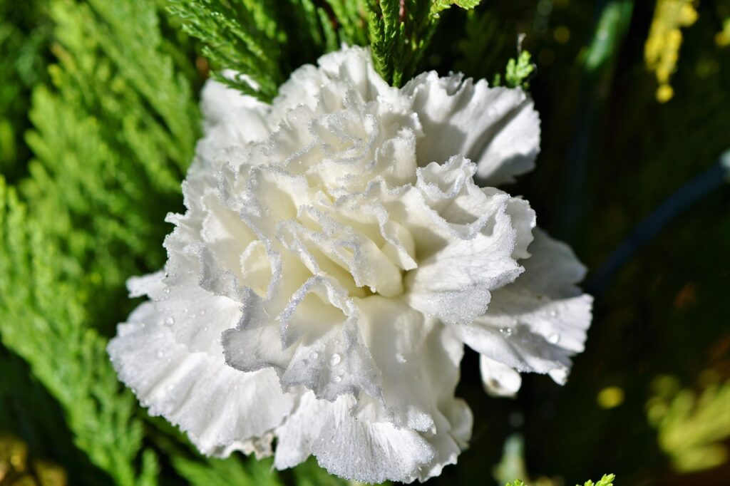 rimedi naturali - un fiore bianco