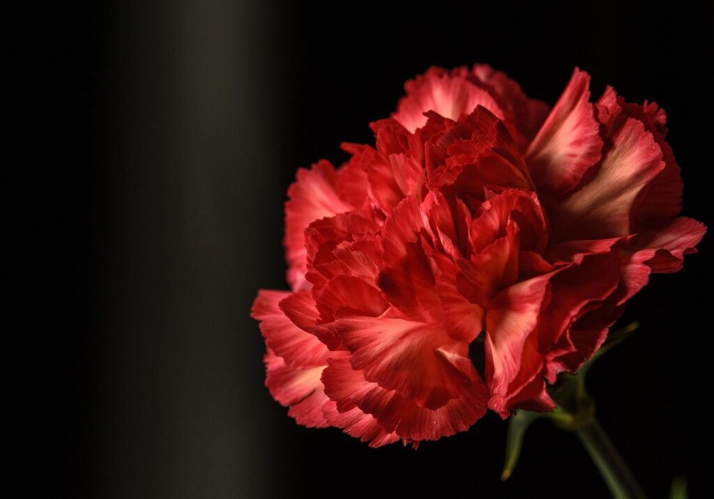 Garofano rosso e proprietà - in primo piano su sfondo nero