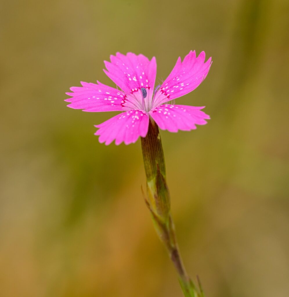 fiore rosa
